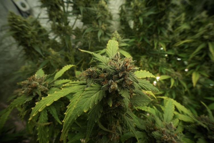 Amnesia Skunk The Zamnesia Way. Week 13 - Amnesia Skunk 12-12 from seed