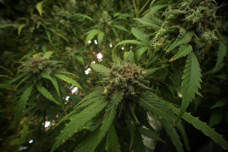 Amnesia Skunk The Zamnesia Way. Week 13 - Amnesia Skunk 12-12 from seed