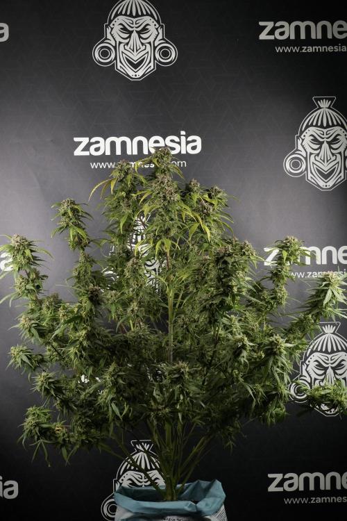 Amnesia Skunk The Zamnesia Way. Week 13 - Amnesia Skunk 12-12 from seed