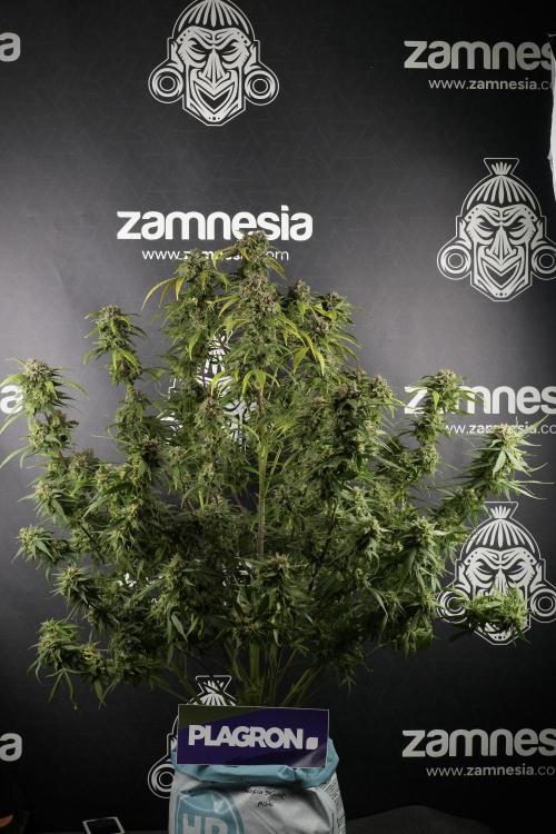 Amnesia Skunk The Zamnesia Way. Week 13 - Amnesia Skunk 12-12 from seed