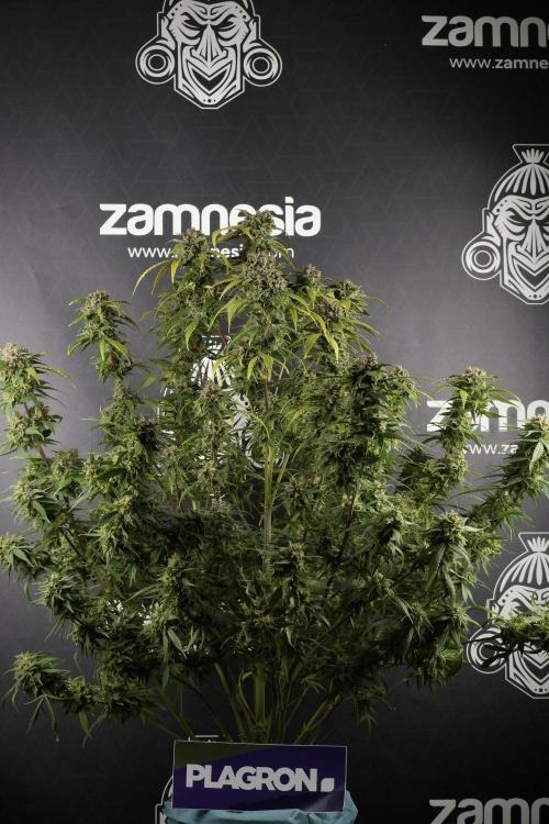 Amnesia Skunk The Zamnesia Way. Week 13 - Amnesia Skunk 12-12 from seed
