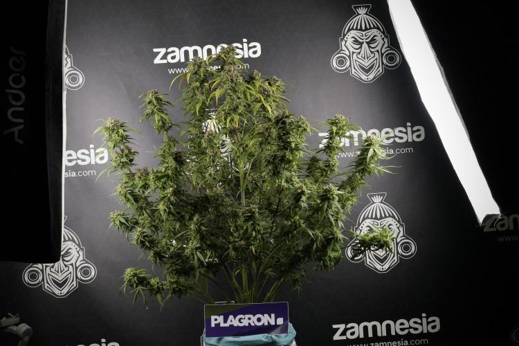Amnesia Skunk The Zamnesia Way. Week 13 - Amnesia Skunk 12-12 from seed