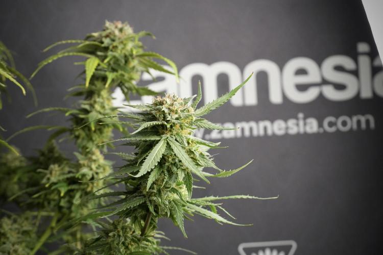Amnesia Skunk The Zamnesia Way. Week 13 - Amnesia Skunk 12-12 from seed
