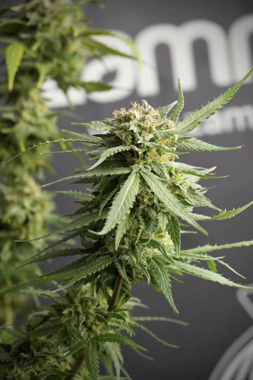 Amnesia Skunk The Zamnesia Way. Week 13 - Amnesia Skunk 12-12 from seed