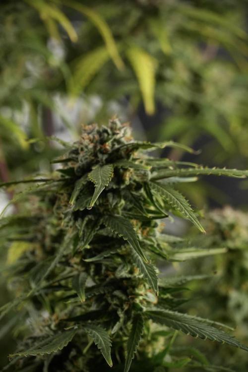 Amnesia Skunk The Zamnesia Way. Week 13 - Amnesia Skunk 12-12 from seed