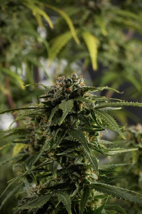 Amnesia Skunk The Zamnesia Way. Week 13 - Amnesia Skunk 12-12 from seed