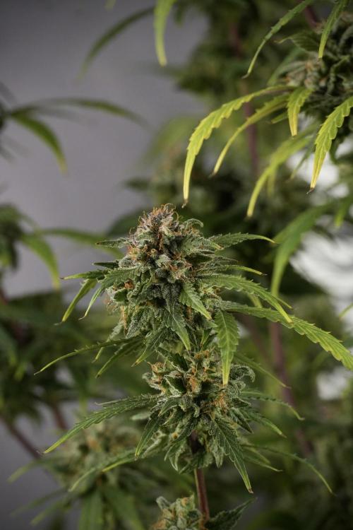Amnesia Skunk The Zamnesia Way. Week 13 - Amnesia Skunk 12-12 from seed
