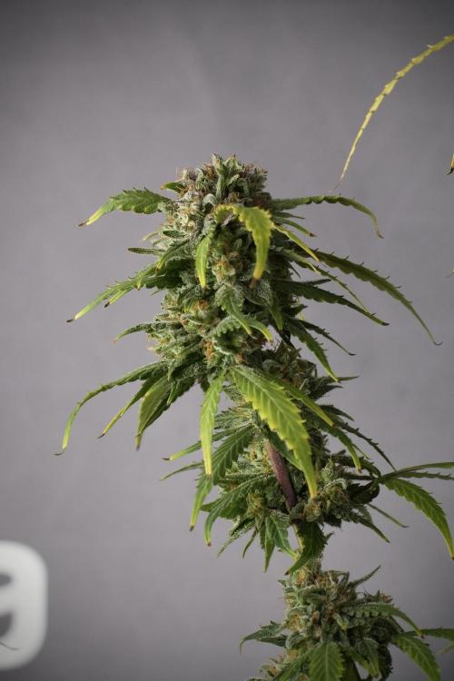 Amnesia Skunk The Zamnesia Way. Week 13 - Amnesia Skunk 12-12 from seed