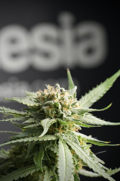 Amnesia Skunk The Zamnesia Way. Week 13 - Amnesia Skunk 12-12 from seed