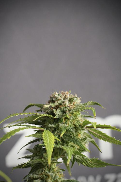 Amnesia Skunk The Zamnesia Way. Week 13 - Amnesia Skunk 12-12 from seed