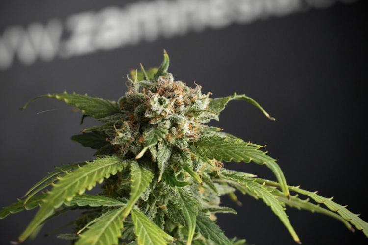 Amnesia Skunk The Zamnesia Way. Week 13 - Amnesia Skunk 12-12 from seed