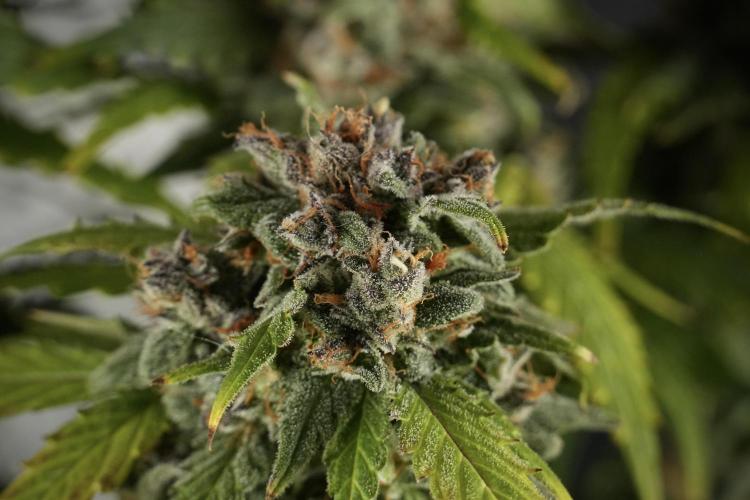 Amnesia Skunk The Zamnesia Way. Week 13 - Amnesia Skunk 12-12 from seed
