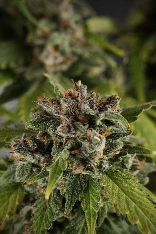 Amnesia Skunk The Zamnesia Way. Week 13 - Amnesia Skunk 12-12 from seed