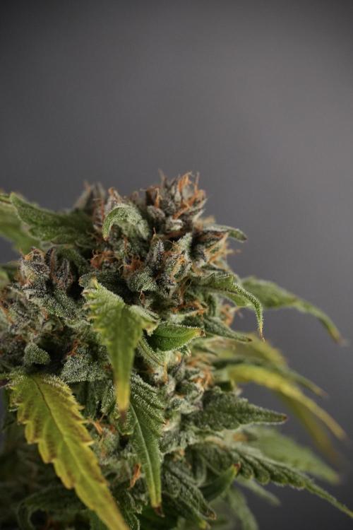 Amnesia Skunk The Zamnesia Way. Week 13 - Amnesia Skunk 12-12 from seed