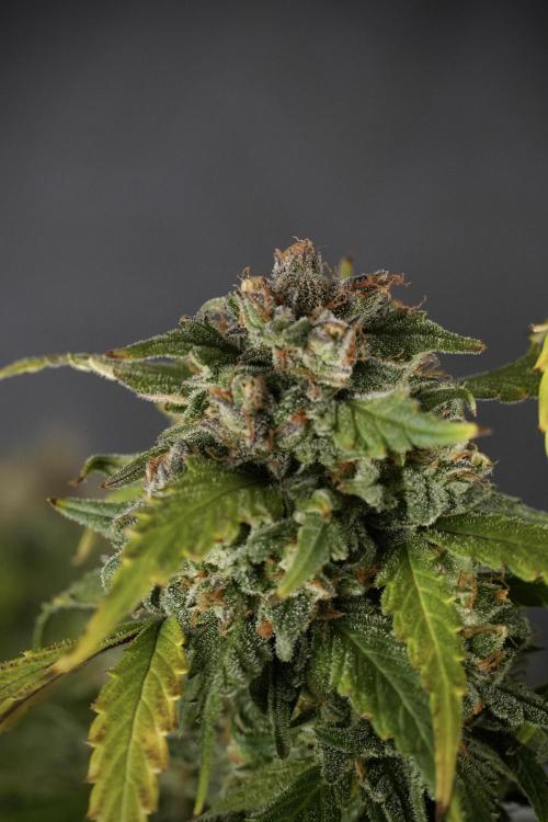 Amnesia Skunk The Zamnesia Way. Week 13 - Amnesia Skunk 12-12 from seed