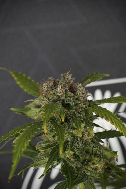 Amnesia Skunk The Zamnesia Way. Week 13 - Amnesia Skunk 12-12 from seed