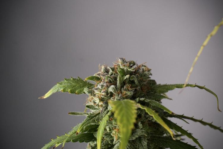Amnesia Skunk The Zamnesia Way. Week 13 - Amnesia Skunk 12-12 from seed