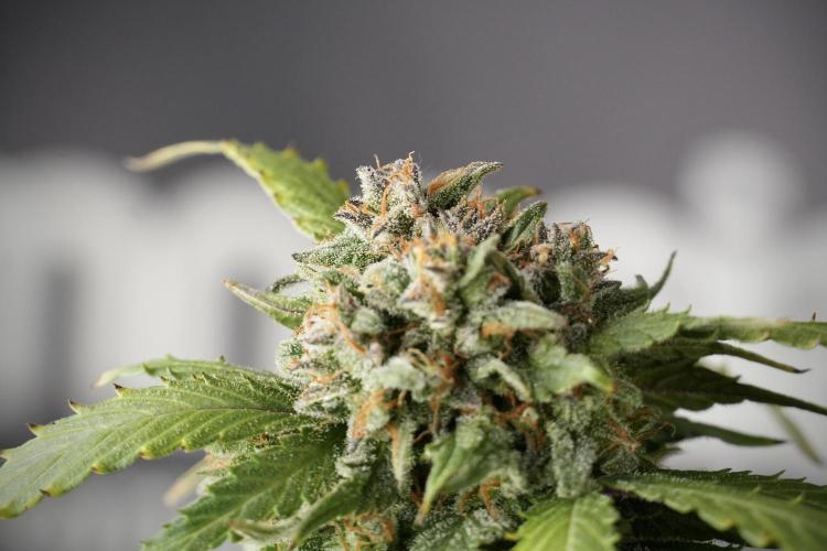 Amnesia Skunk The Zamnesia Way. Week 13 - Amnesia Skunk 12-12 from seed