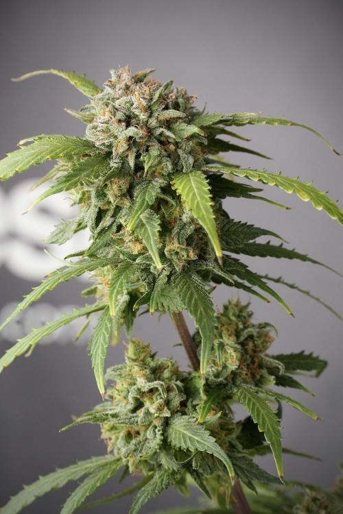 Amnesia Skunk The Zamnesia Way. Week 13 - Amnesia Skunk 12-12 from seed
