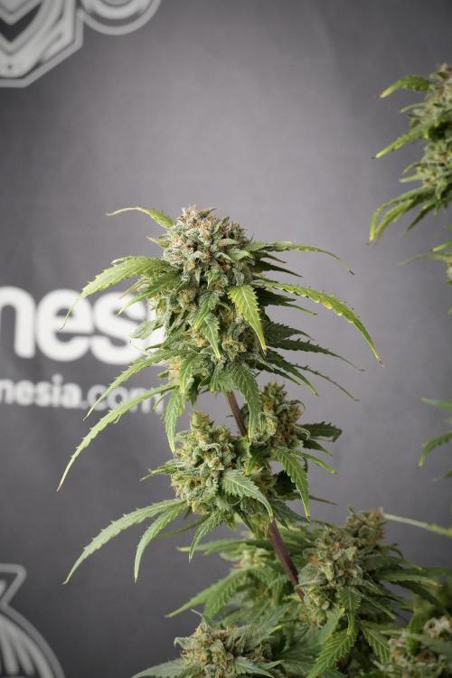 Amnesia Skunk The Zamnesia Way. Week 13 - Amnesia Skunk 12-12 from seed