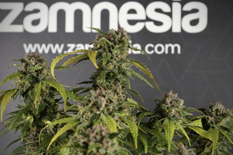 Amnesia Skunk The Zamnesia Way. Week 13 - Amnesia Skunk 12-12 from seed