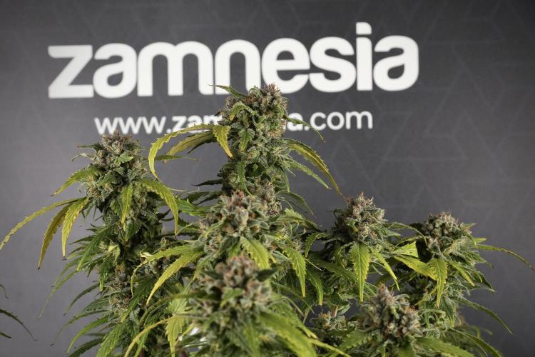 Amnesia Skunk The Zamnesia Way. Week 13 - Amnesia Skunk 12-12 from seed