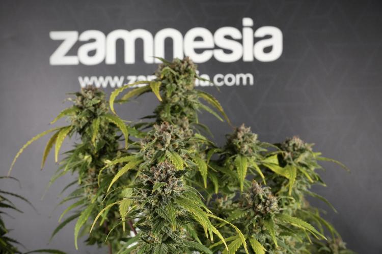 Amnesia Skunk The Zamnesia Way. Week 13 - Amnesia Skunk 12-12 from seed