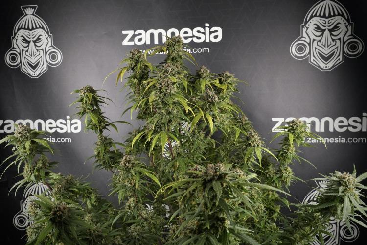 Amnesia Skunk The Zamnesia Way. Week 13 - Amnesia Skunk 12-12 from seed