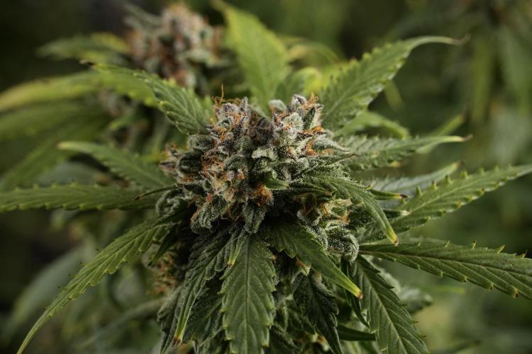 Amnesia Skunk The Zamnesia Way. Week 13 - Amnesia Skunk 12-12 from seed