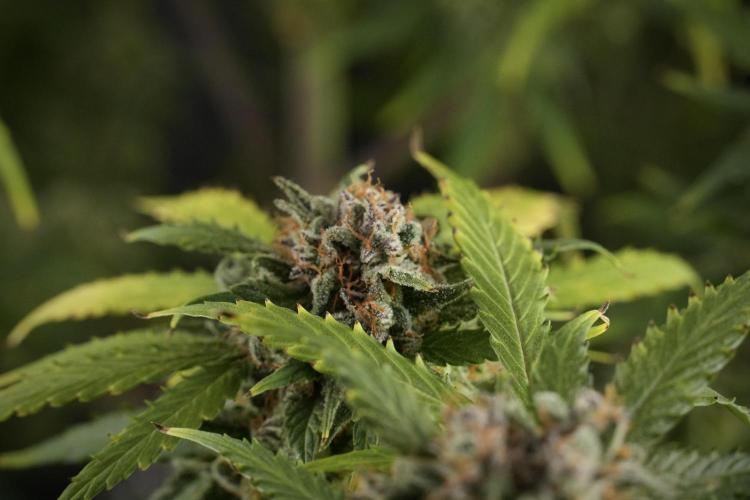 Amnesia Skunk The Zamnesia Way. Week 13 - Amnesia Skunk 12-12 from seed