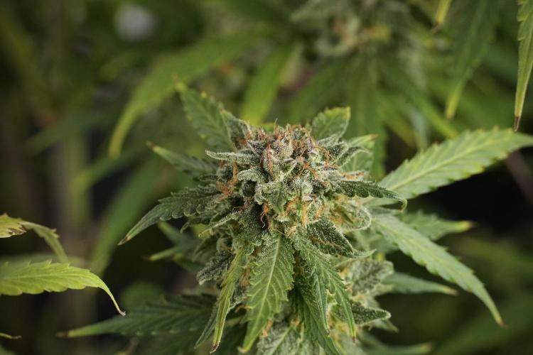 Amnesia Skunk The Zamnesia Way. Week 13 - Amnesia Skunk 12-12 from seed