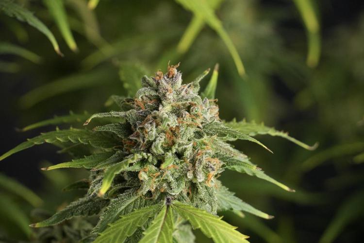 Amnesia Skunk The Zamnesia Way. Week 13 - Amnesia Skunk 12-12 from seed