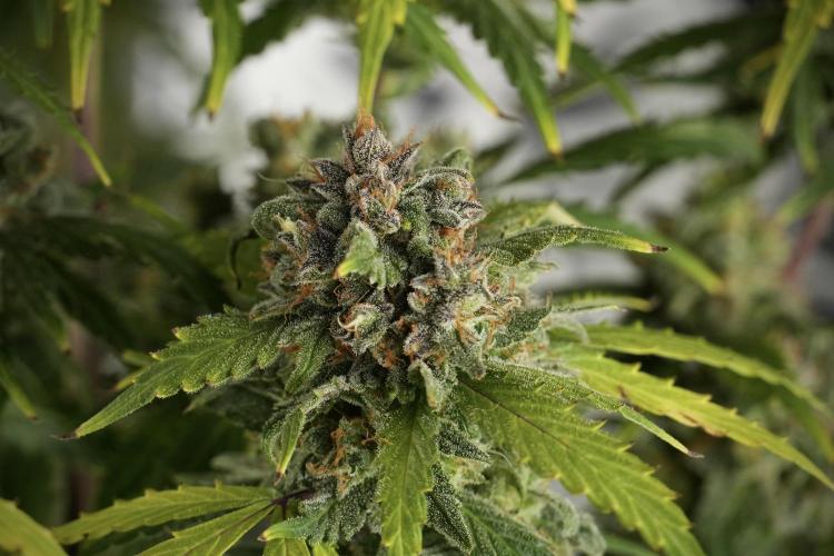 Amnesia Skunk The Zamnesia Way. Week 13 - Amnesia Skunk 12-12 from seed