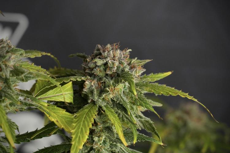 Amnesia Skunk The Zamnesia Way. Week 13 - Amnesia Skunk 12-12 from seed