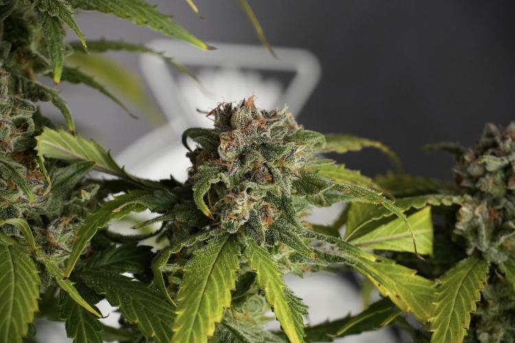 Amnesia Skunk The Zamnesia Way. Week 13 - Amnesia Skunk 12-12 from seed