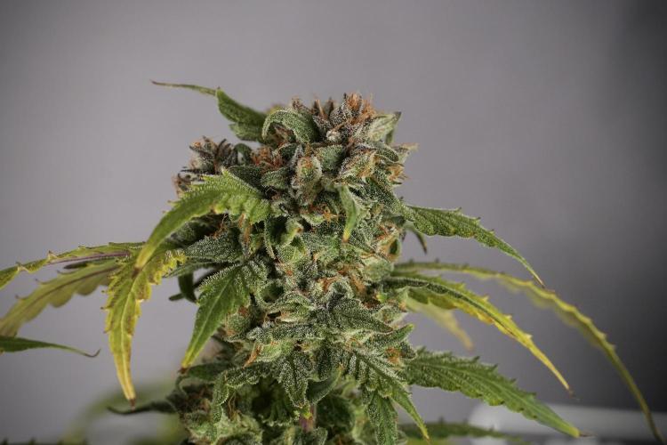 Amnesia Skunk The Zamnesia Way. Week 13 - Amnesia Skunk 12-12 from seed