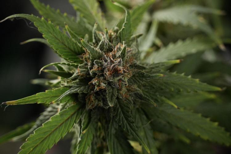 Amnesia Skunk The Zamnesia Way. Week 13 - Amnesia Skunk 12-12 from seed