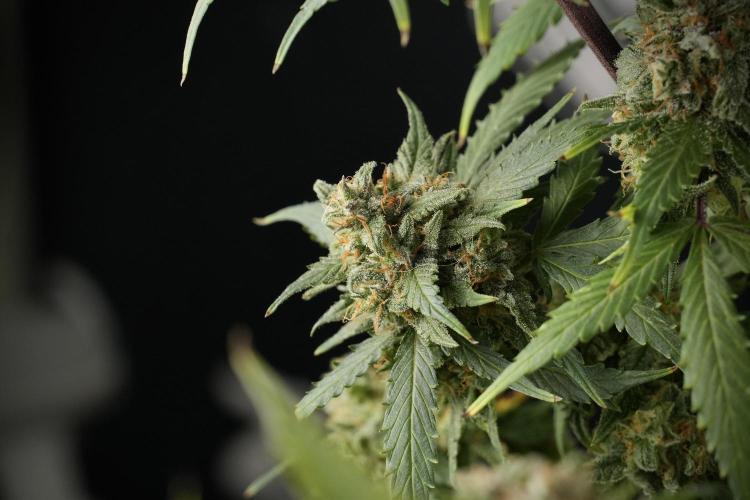 Amnesia Skunk The Zamnesia Way. Week 13 - Amnesia Skunk 12-12 from seed
