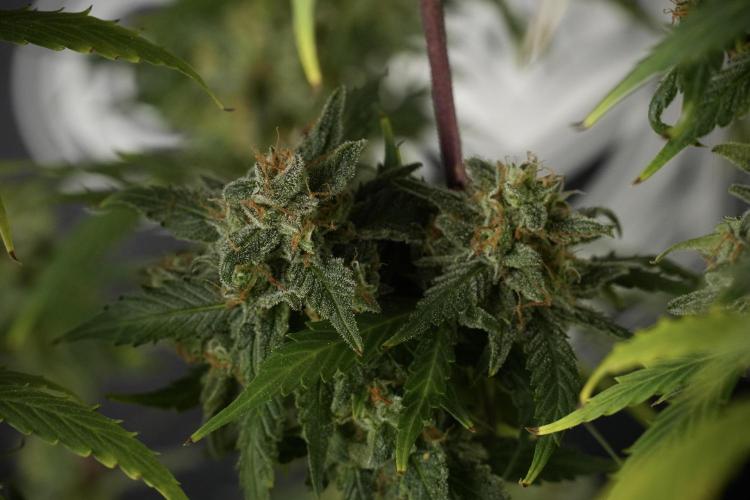 Amnesia Skunk The Zamnesia Way. Week 13 - Amnesia Skunk 12-12 from seed