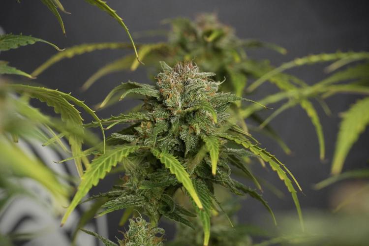 Amnesia Skunk The Zamnesia Way. Week 13 - Amnesia Skunk 12-12 from seed