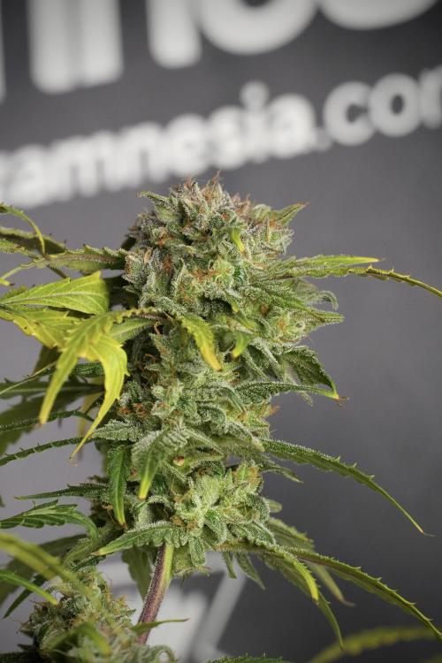 Amnesia Skunk The Zamnesia Way. Week 13 - Amnesia Skunk 12-12 from seed
