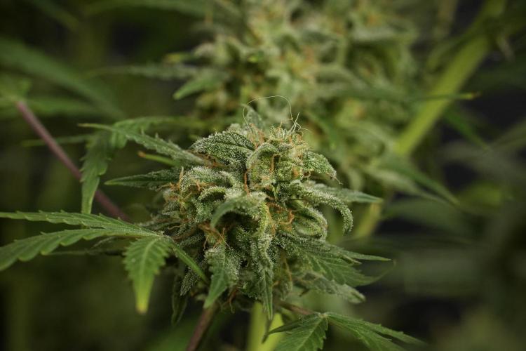 Amnesia Skunk The Zamnesia Way. Week 13 - Amnesia Skunk 12-12 from seed