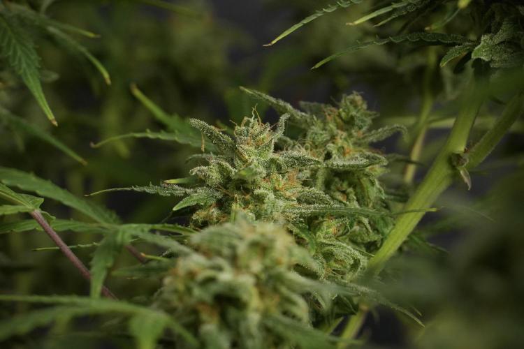 Amnesia Skunk The Zamnesia Way. Week 13 - Amnesia Skunk 12-12 from seed