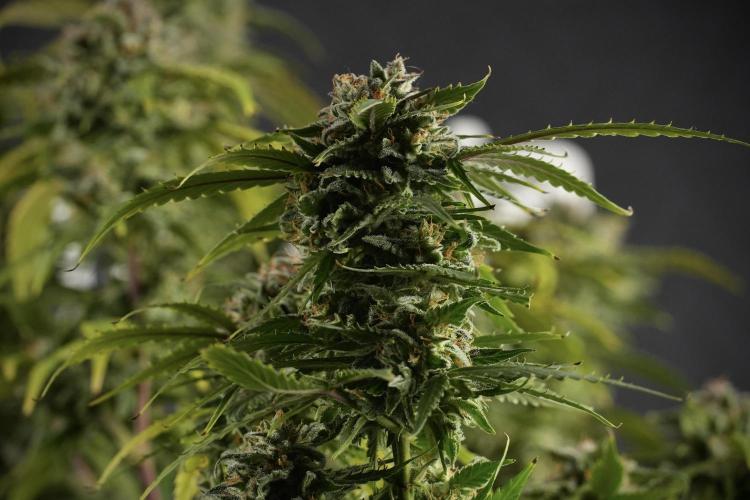 Amnesia Skunk The Zamnesia Way. Week 13 - Amnesia Skunk 12-12 from seed
