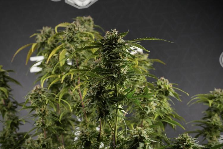 Amnesia Skunk The Zamnesia Way. Week 13 - Amnesia Skunk 12-12 from seed