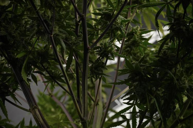 Amnesia Skunk The Zamnesia Way. Week 13 - Amnesia Skunk 12-12 from seed
