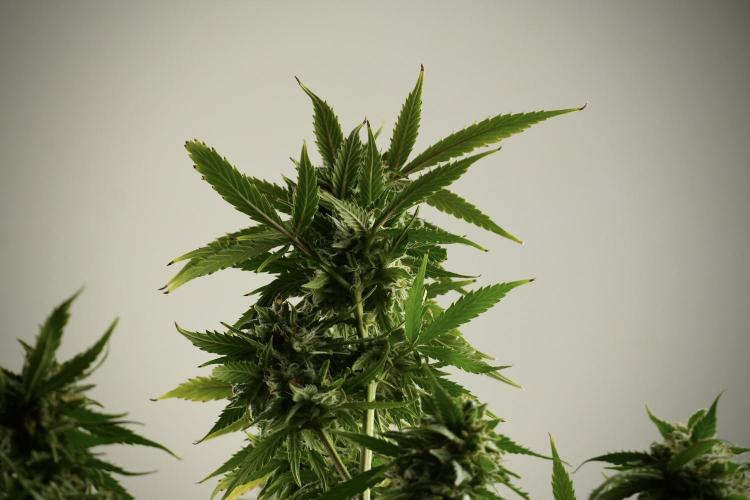 Amnesia Skunk The Zamnesia Way. Week 13 - Amnesia Skunk 12-12 from seed