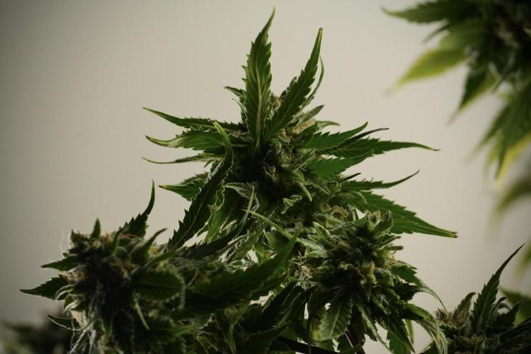 Amnesia Skunk The Zamnesia Way. Week 13 - Amnesia Skunk 12-12 from seed