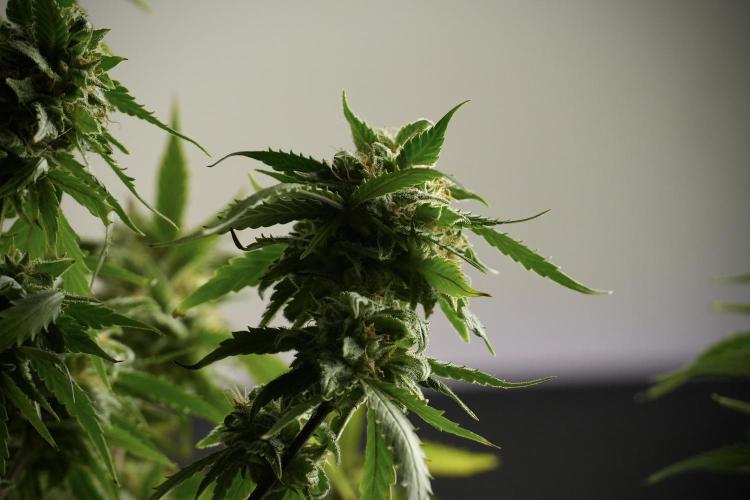 Amnesia Skunk The Zamnesia Way. Week 13 - Amnesia Skunk 12-12 from seed