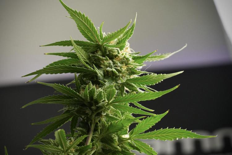 Amnesia Skunk The Zamnesia Way. Week 13 - Amnesia Skunk 12-12 from seed